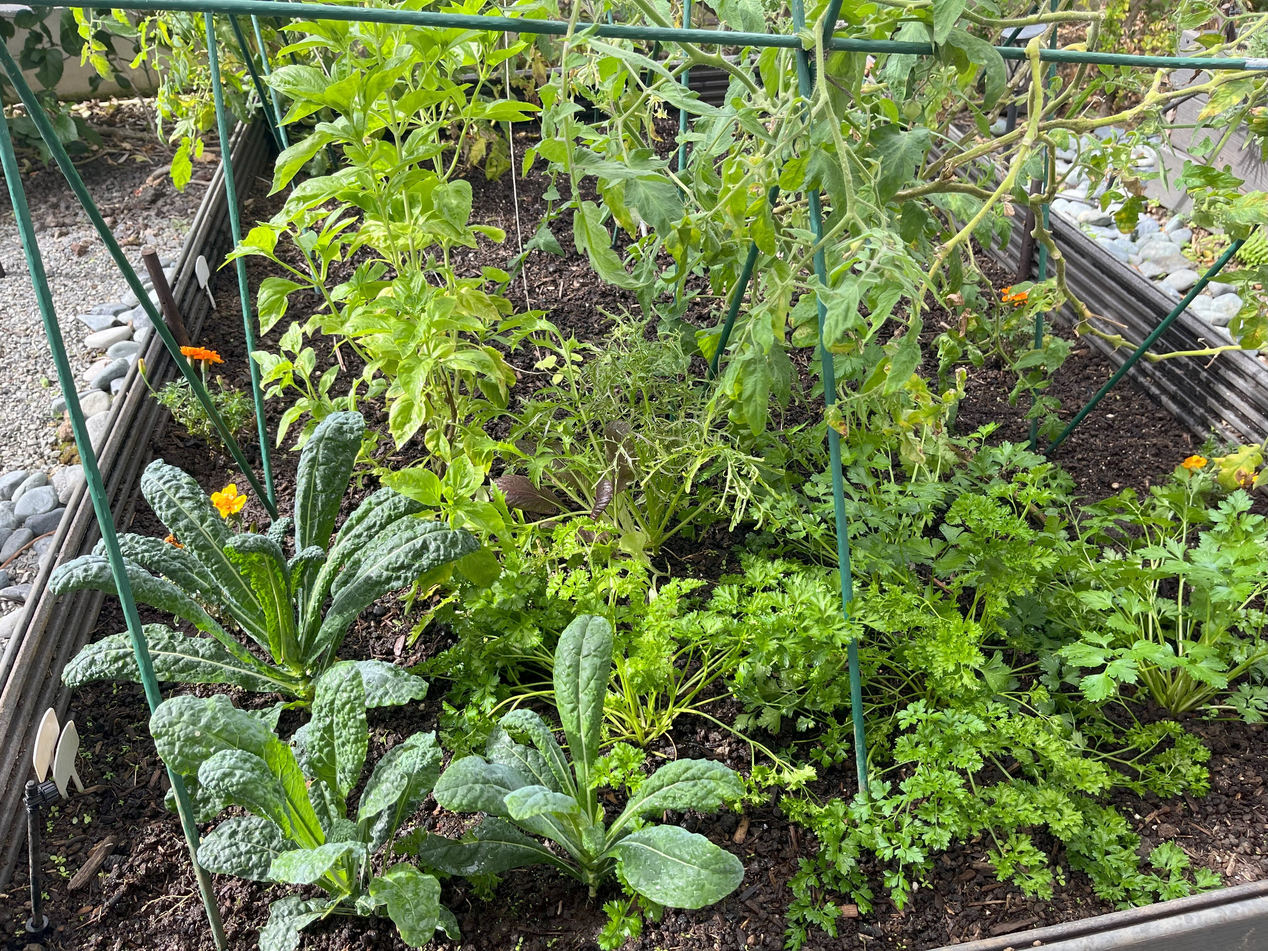 Garden Bed Redesign After