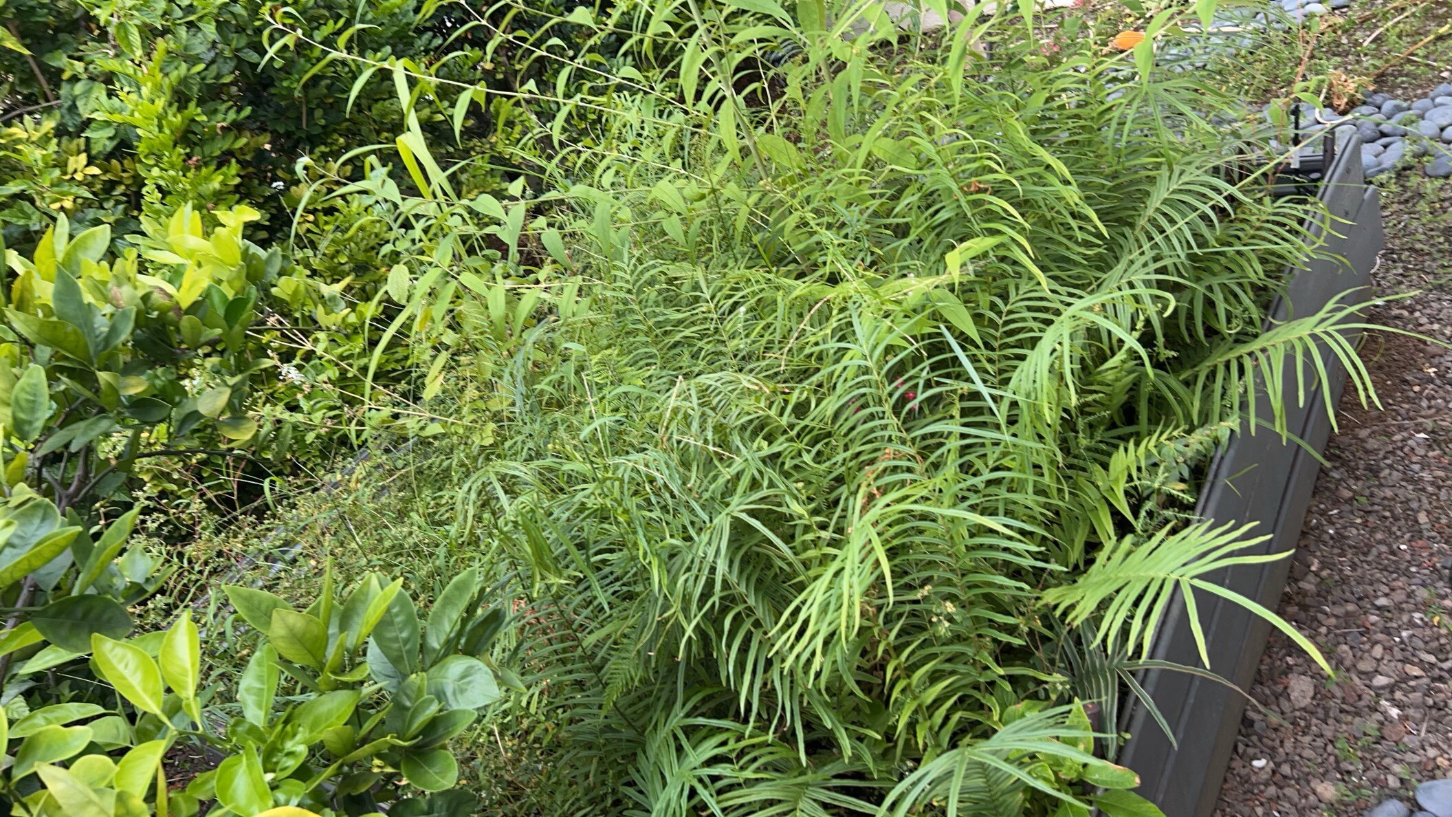 Garden Bed Redesign Before